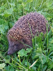 hedgehog in the grass