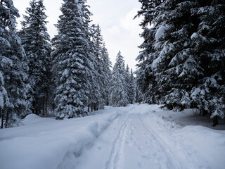 Snow covered pine forest in winter in the dolomites mountains background