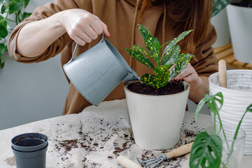 Female hands of a young woman gardener watering just potted Codiaeum gold sun young houseplant in a plastic flowerpot. 