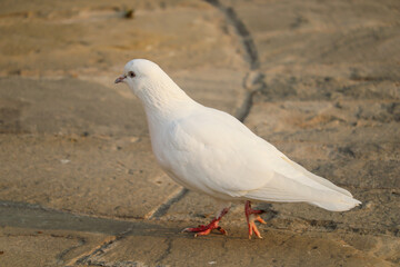 pigeon on the ground with blur background 