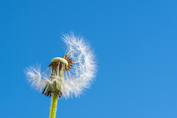 A white fluffy dandelion with some seeds flying away against a bright blue sky. Partially bald head of a dandelion with seeds in the form of an umbrella. The concept of freedom, dreams of the future
