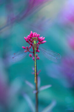 Macro of a vivid green damselfly landed on a pink flower against vivid teal background with bokeh and blur and shallow depth of field