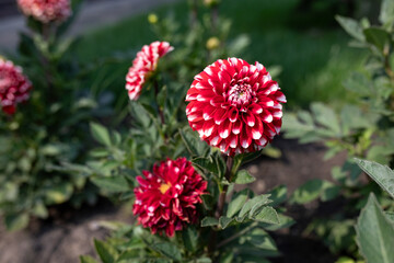 Dahlia Pompon with red white petals, in full bloom in a flower bed on a sunny day. Beautiful dahlia flower in the garden