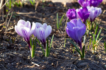 Obraz premium Crocuses are spring flowers. Blooming crocuses in the garden. Sunny time spring day with sunlight. Close-up.