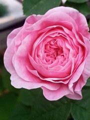 pink rose