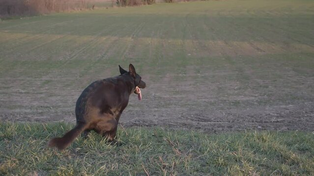 Big black dog poops in the middle of a field. A black German shepherd defecates and continues with the walk. Animal behavior and love for dogs. 4k quality and slow motion.