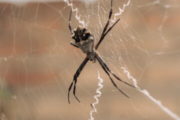 Araña de jardin en su telaraña