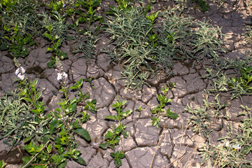 
cracked ground texture