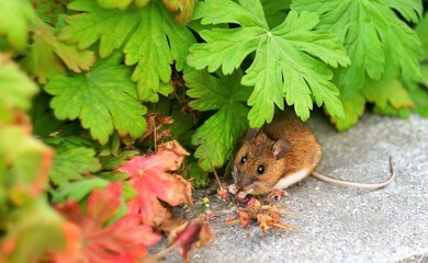 the mouse is sitting on green leaves