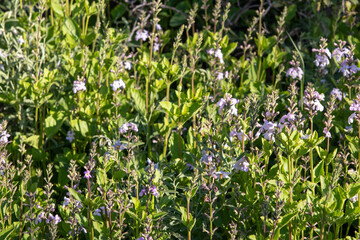 Vegetation of Mendoza