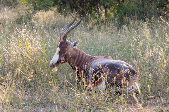 blesbok antelope in the wild