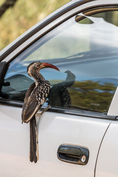 red billed hornbill looking at reflection in the window