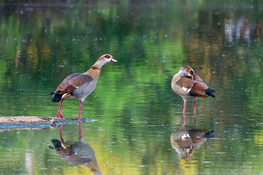 two Egyptian Geese in water
