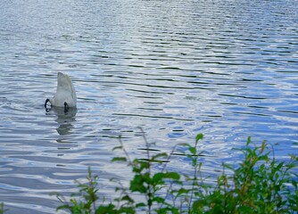 swan swimming in the lake