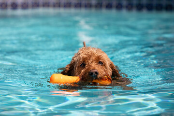 Miniature golden doodle dog swimming in a salt water pool with a pet toy in her mouth playing fetch.