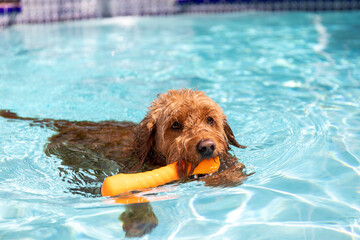 Miniature golden doodle dog swimming in a salt water pool with toy in her mouth playing fetch