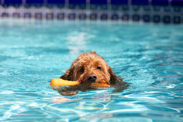 Miniature golden doodle dog swimming in a salt water pool with toy in her mouth playing fetch