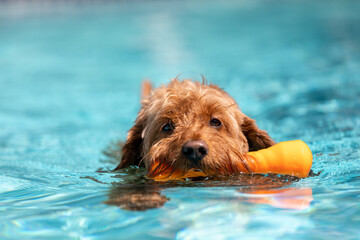 Miniature golden doodle dog swimming in a salt water pool with toy in her mouth playing fetch