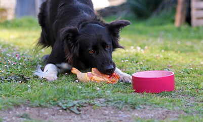 Border collie dog eating a raw chicken thigh from a bowl. Natural organic dog food. Dog feeding on...