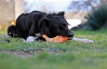 Border collie dog eating a raw chicken thigh outdoors. Natural organic dog food. Dog feeding on a piece of fresh raw meat. Barf diet for animals.