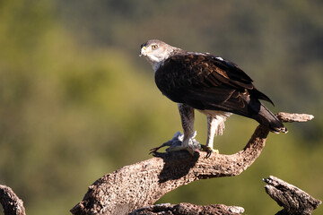 Aguila perdicera con una presa en el campo