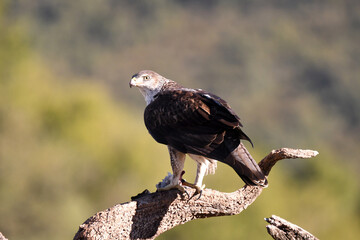 Aguila perdicera con una presa en el campo