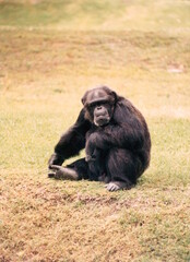 Chimpanzee frowning at the camera