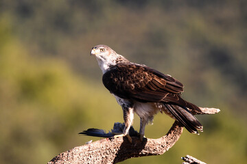 Aguila perdicera con una presa en el campo