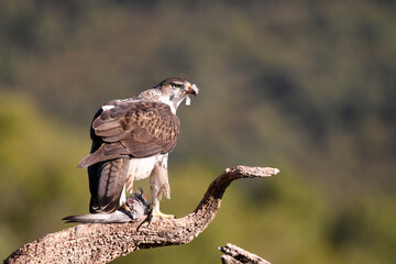 Aguila perdicera con una presa en el campo