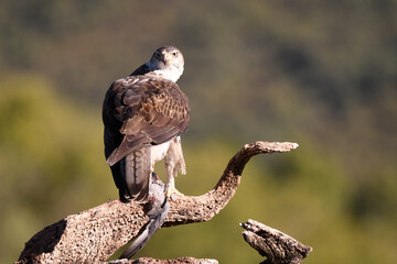 Aguila perdicera con una presa en el campo