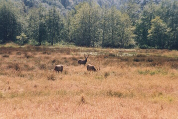 Elk grazing in a meadow