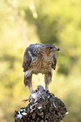 Aguila perdicera con una presa en el campo