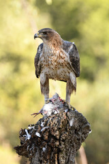 Aguila perdicera con una presa en el campo