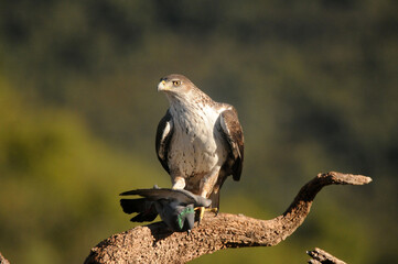 Aguila perdicera con una presa en el campo