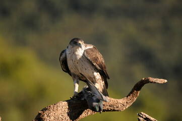 Aguila perdicera con una presa en el campo