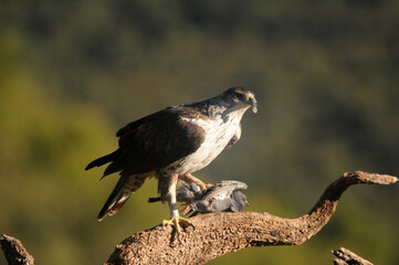 Aguila perdicera con una presa en el campo