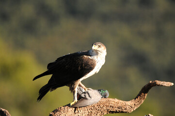 Aguila perdicera con una presa en el campo