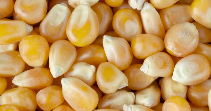 Top closeup view of popcorn kernels