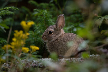 Wild rabbit in grass 