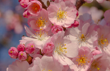 rosa japanische Kirchblüte	im Frühling