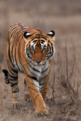 Fototapeta na wymiar A Tigress at Ranthambore Tiger Reserve, India