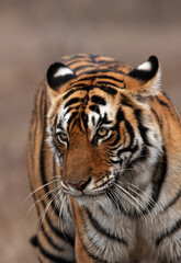 Fototapeta na wymiar Portrait of a Tigress, Ranthambore Tiger Reserve, India