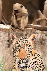 Gray langur feeding while sitting on the wall at Jhalana Leopard reserve entrance, Jaipur