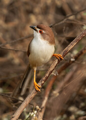 Yellow-eyed babbler observing the camera at Bhigwan bird sanctuary Maharashtra