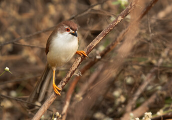 Yellow-eyed babbler on a  twig at Bhigwan bird sanctuary Maharashtra - obrazy, fototapety, plakaty