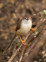 Closeup of a Yellow-eyed babbler at Bhigwan bird sanctuary Maharashtra