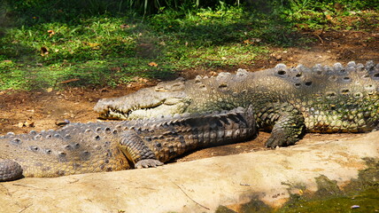 Obraz premium SONY DSC