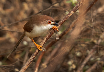 Yellow-eyed babbler perched on twig at Bhigwan bird sanctuary Maharashtra
