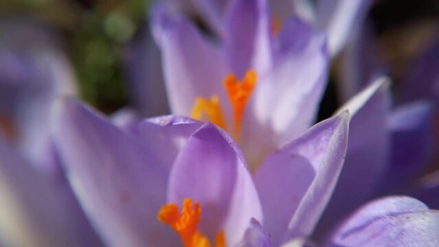 Crocus flowers in the park. Shooting macro.