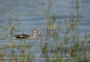 Indian spot-billed duck swimming at Bhigwan bird sanctuary, India